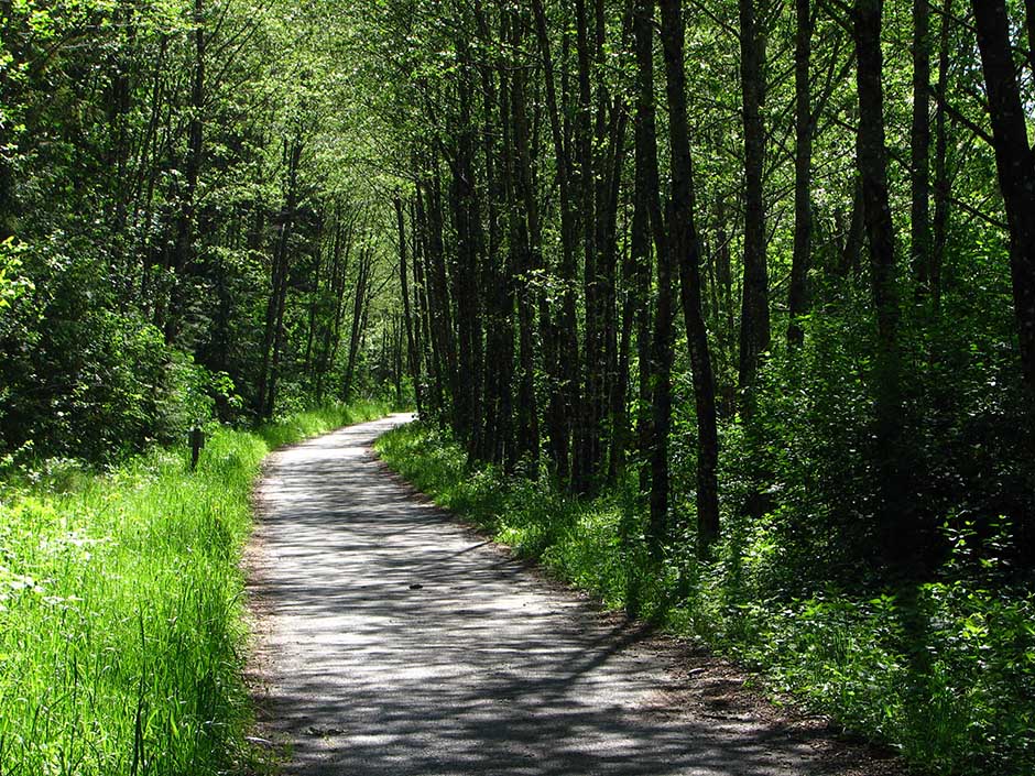 Der Drauradweg führt auch immer wieder durch bewaldete Passagen