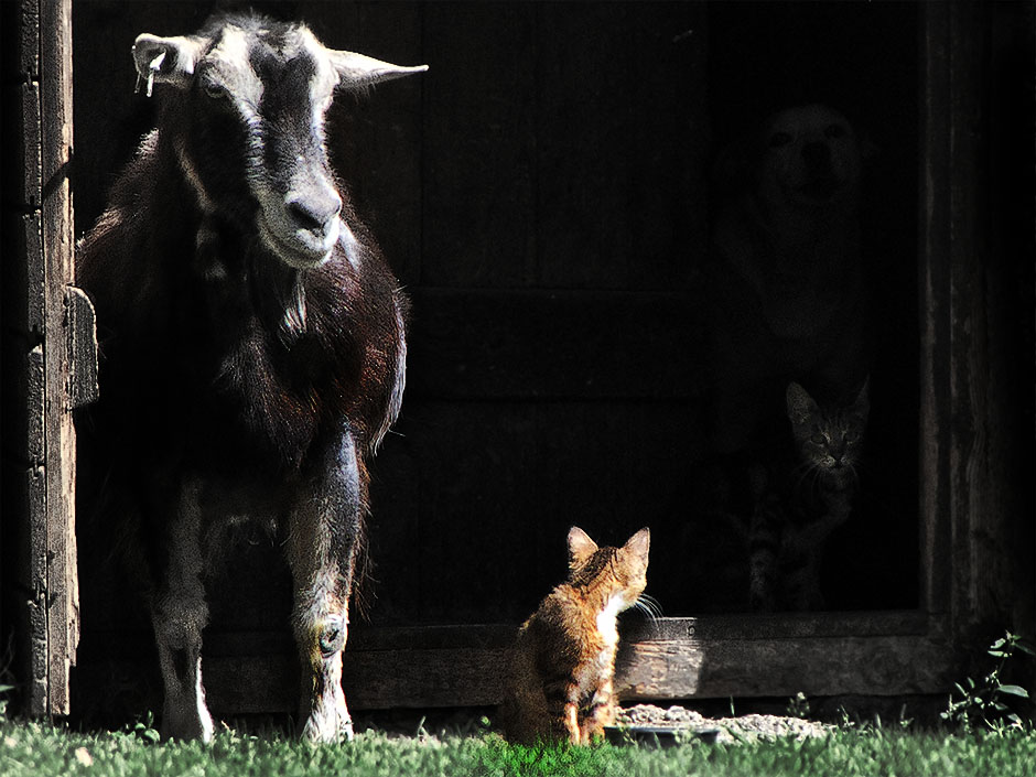 Ziege, 2 Katzen, 1 Hund friedlich am Bauernhof nebeneinander