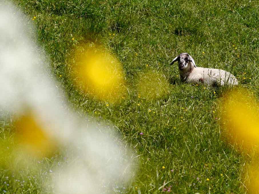Junges Lamm liegt in der Frühlingswiese